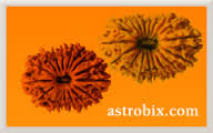 Manufacturers Exporters and Wholesale Suppliers of Seventeen Mukhi Rudraksha Durgapur West Bengal