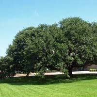 Manufacturers Exporters and Wholesale Suppliers of Shade Trees Bangalore Karnataka