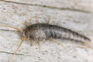 Silverfish Control