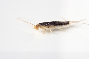 Service Provider of Silverfish Treatment Lucknow Uttar Pradesh 