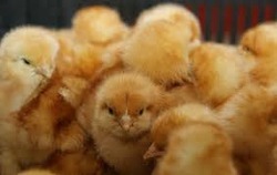 Small Baby Chicks
