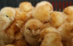 Small Baby Chicks Manufacturer Supplier Wholesale Exporter Importer Buyer Trader Retailer in Hajipur Bihar India