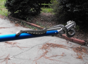 Service Provider of Snake Pest Control Bangalore Karnataka 