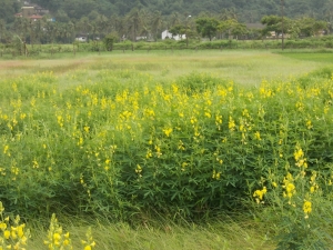Manufacturers Exporters and Wholesale Suppliers of Soil Erosion Control Species Bangalore Karnataka