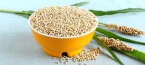 Sorghum (Jawar) Manufacturer Supplier Wholesale Exporter Importer Buyer Trader Retailer in Gondia Maharashtra India