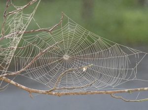 Spiders Control