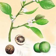 Standardized Botanical Extracts Manufacturer Supplier Wholesale Exporter Importer Buyer Trader Retailer in Bengaluru Karnataka India