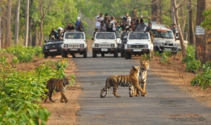 Tadoba Tiger Watching Services in New Delhi Delhi India