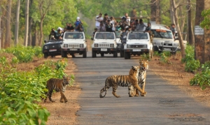 Service Provider of Tadoba Tiger Watching New Delhi Delhi