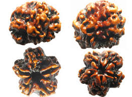 Manufacturers Exporters and Wholesale Suppliers of Ten Mukhi Rudraksha Durgapur West Bengal