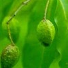 Manufacturers Exporters and Wholesale Suppliers of Hara Manasa Madhya Pradesh