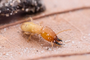 Termite Control (specialist)