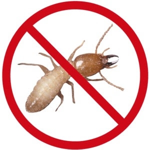 Service Provider of Termite Control Services Hyderabad Andhra Pradesh