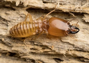 Termite Control Services in Panjim Goa India