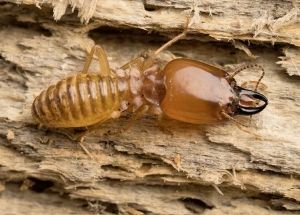 Termite Control