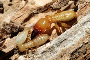 Termite Management Solution Services in New Delhi Delhi India