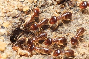 Service Provider of Termite Pest Control Bangalore Karnataka 