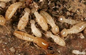 Termite Treatment Services in Vadodara Gujarat India