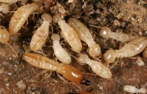 Service Provider of Termite Treatment Vadodara Gujarat