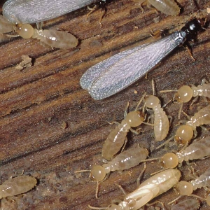 Termite Treatment