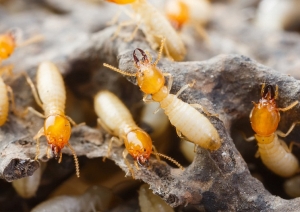 Termites Control