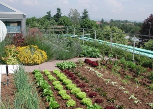 Terrace Gardening