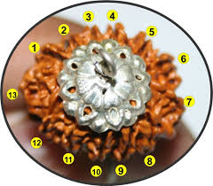 Manufacturers Exporters and Wholesale Suppliers of Thirteen Mukhi Rudraksha Durgapur West Bengal