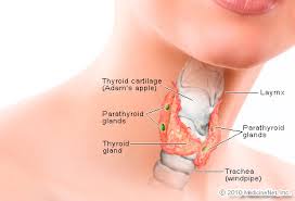 Service Provider of Thyroid Mumbai  Maharashtra 