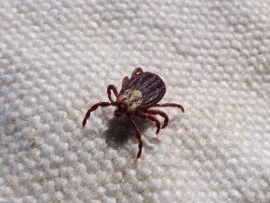 Service Provider of Ticks Control Bangalore Karnataka