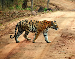 Service Provider of Tigers Of India New Delhi Delhi