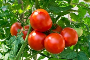 Manufacturers Exporters and Wholesale Suppliers of Tomato Gondia Maharashtra