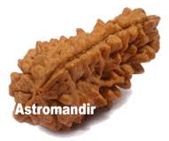 Twelve Mukhi Rudraksha Manufacturer Supplier Wholesale Exporter Importer Buyer Trader Retailer in Durgapur West Bengal India