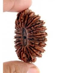 Manufacturers Exporters and Wholesale Suppliers of Twenty One Mukhi Rudraksha Durgapur West Bengal