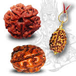 Manufacturers Exporters and Wholesale Suppliers of Two Mukhi Rudraksha Durgapur West Bengal