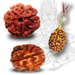 Two Mukhi Rudraksha Services in Durgapur West Bengal India