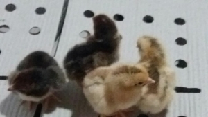 Vanaraja Chicks Manufacturer Supplier Wholesale Exporter Importer Buyer Trader Retailer in Hajipur Bihar India