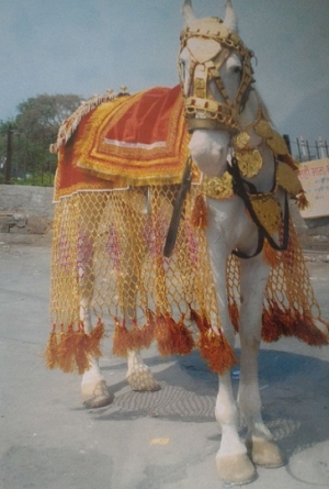 Service Provider of Wedding Ghori Faridabad Haryana 