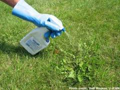 Weed Control Treatment