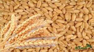 Wheat Manufacturer Supplier Wholesale Exporter Importer Buyer Trader Retailer in Gondia Maharashtra India