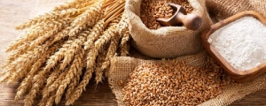 Manufacturers Exporters and Wholesale Suppliers of Wheat Mumbai Maharashtra