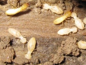 White Ants Treatment Services in Telangana  India