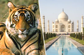 Wildlife Tour with Taj Mahal Services in Jaipur Rajasthan India