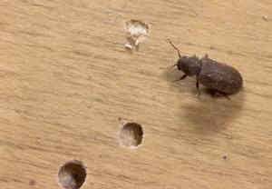 Service Provider of Wood Borer Pest Control Bangalore Karnataka 