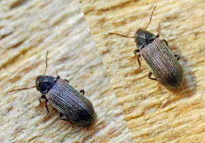 Wood Borers Control