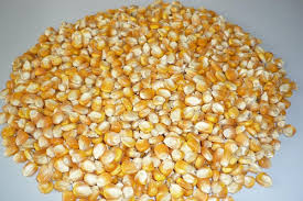 Manufacturers Exporters and Wholesale Suppliers of Yellow Corn U.P. Uttar Pradesh