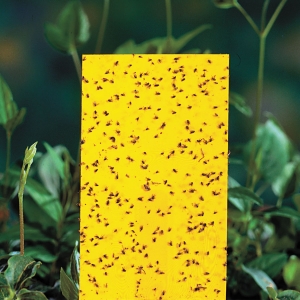 Manufacturers Exporters and Wholesale Suppliers of Yellow Traps New Delhi Delhi Yellow Traps