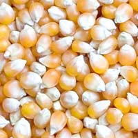 Yellow Maize Seeds Manufacturer Supplier Wholesale Exporter Importer Buyer Trader Retailer in Karaikudi Tamil Nadu India