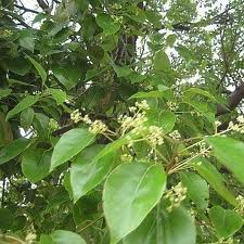 Manufacturers Exporters and Wholesale Suppliers of Camphor Oil Surat Gujarat