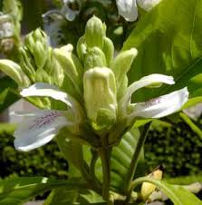 Manufacturers Exporters and Wholesale Suppliers of Adhatoda Vasica Chhindwara Madhya Pradesh