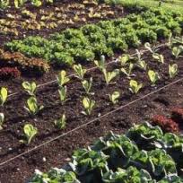 Bentonite clay Manufacturer Supplier Wholesale Exporter Importer Buyer Trader Retailer in Bhuj Gujarat India